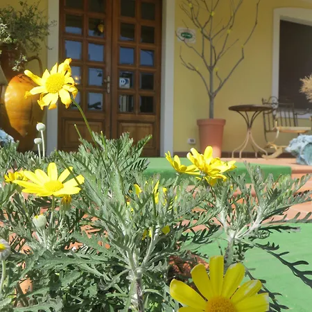 Girasole